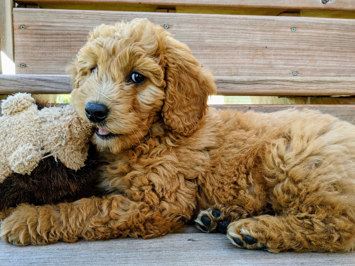 Doodle top puppy rescue