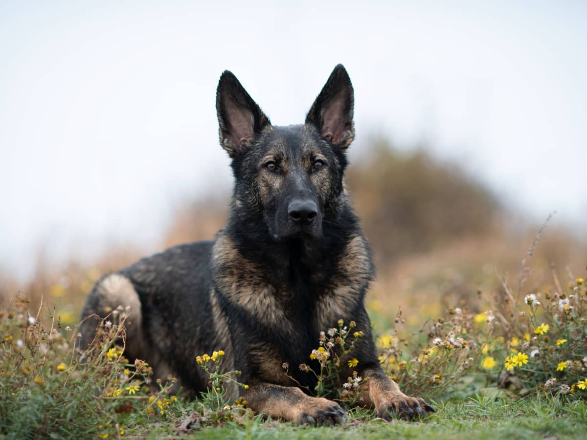 Craigslist black 2025 german shepherd