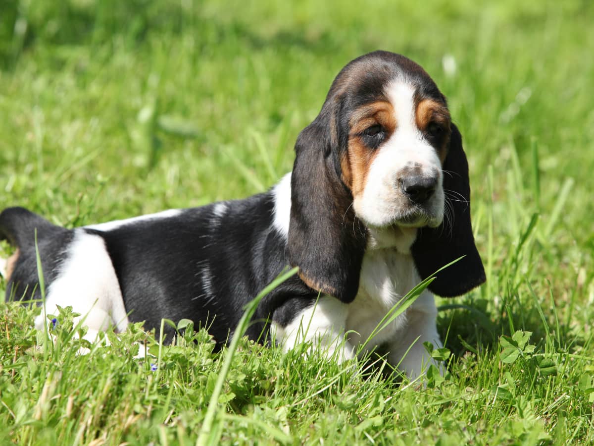 Cheap basset hound puppies for sale shop near me