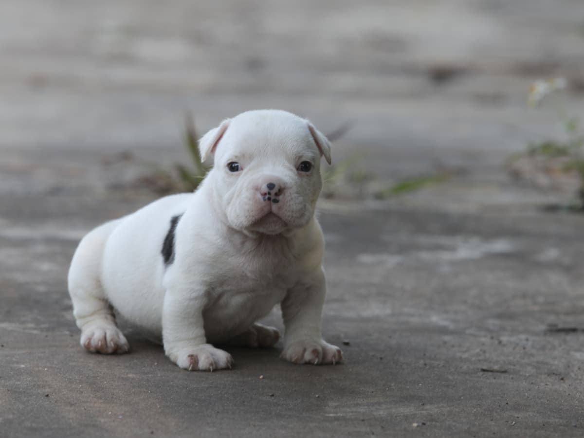 Grey baby pitbull hotsell