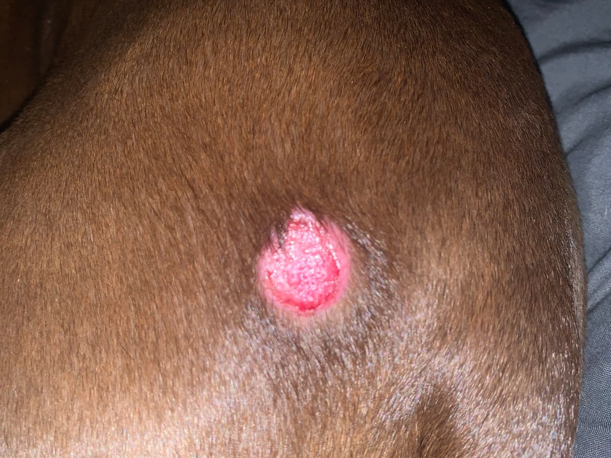 Sore spots on dogs skin cheap