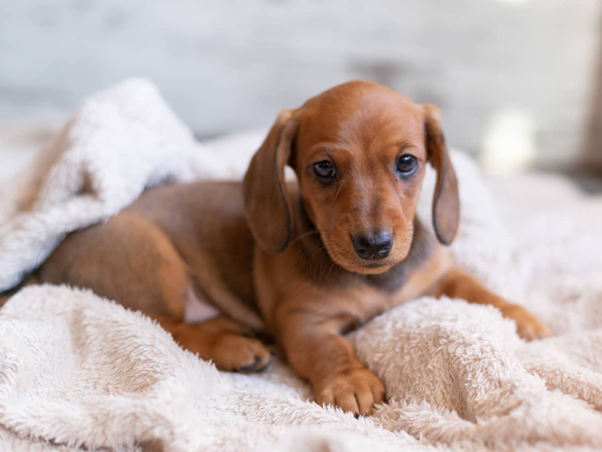 Dachshund best sale puppy biting