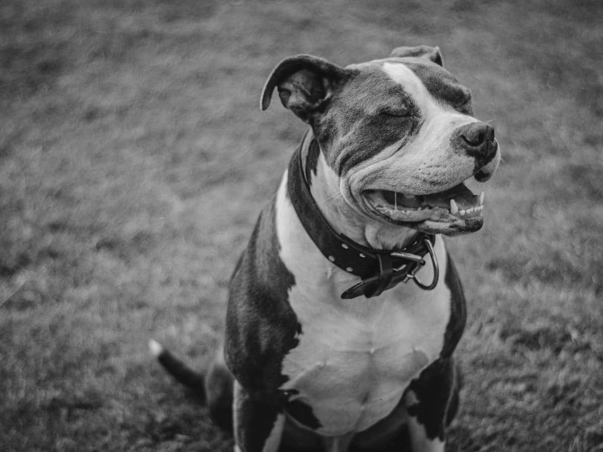Pit bull bobs discount