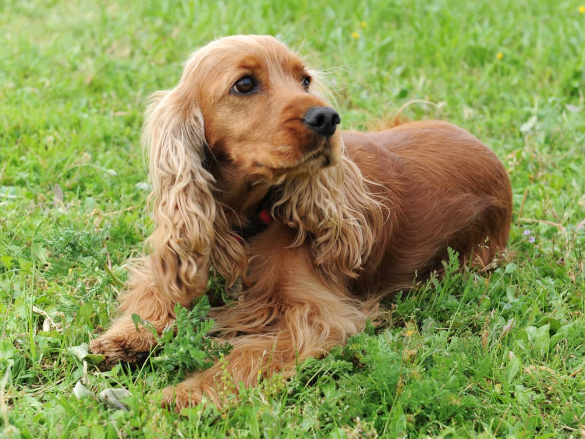 Cocker Spaniel s Reaction to Getting Caught with a Shoe Is