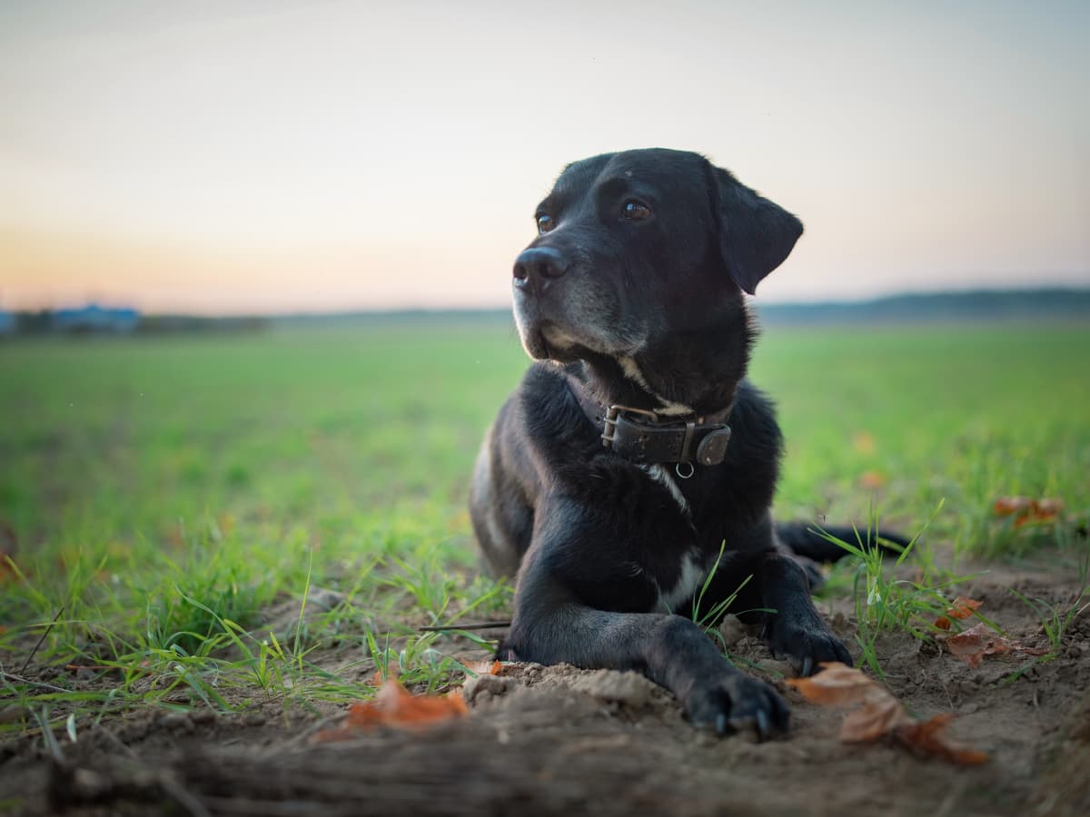 Farmer s Dog Super Bowl Commercial Left Everyone in a Pool of