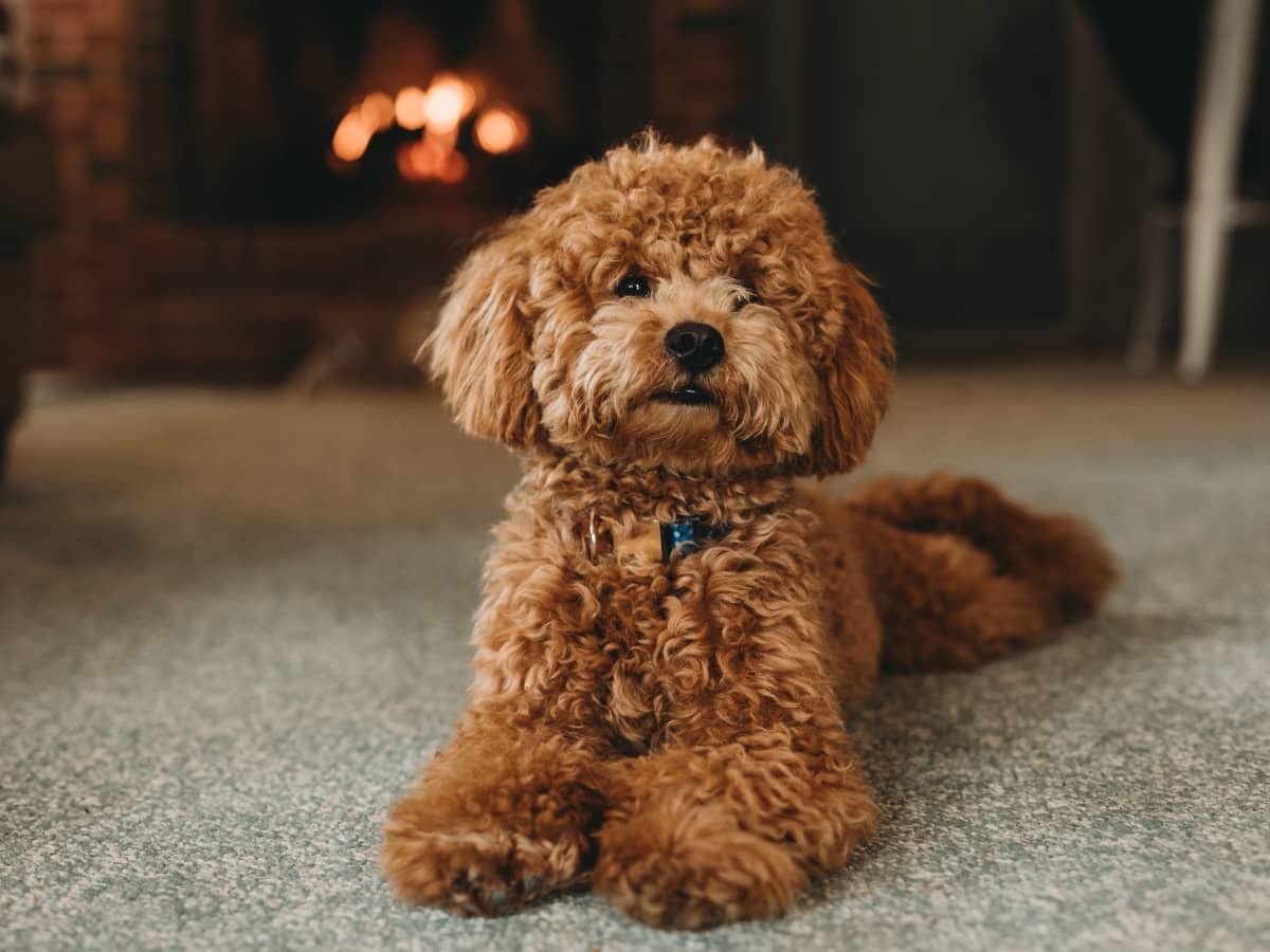 The Top 15 Dogs That Don t Shed PetHelpful
