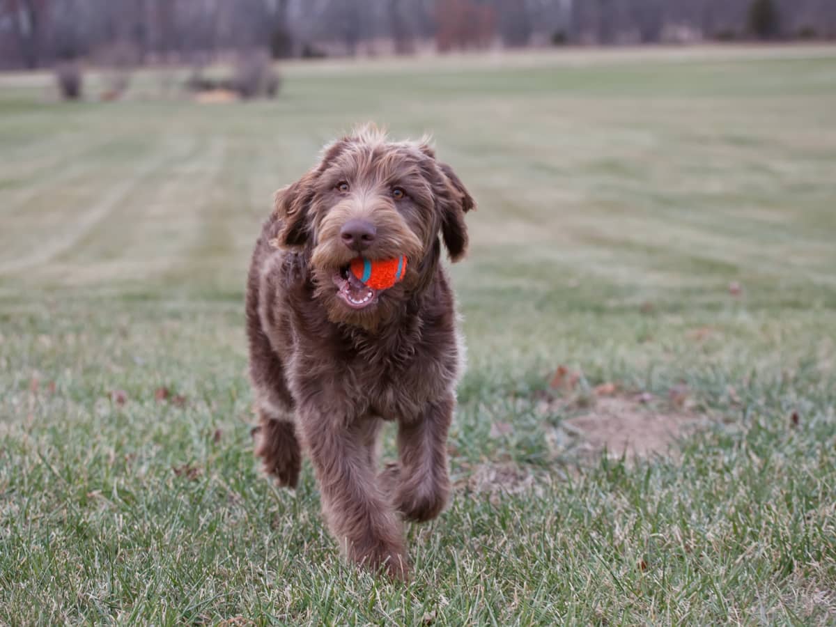 Small calm hypoallergenic dogs on sale