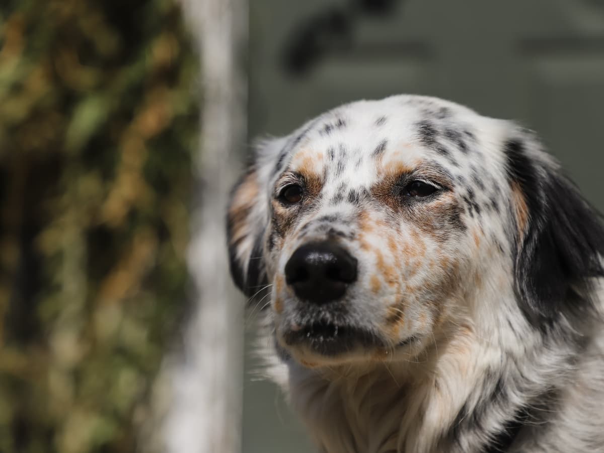 English setter australian shepherd mix sales