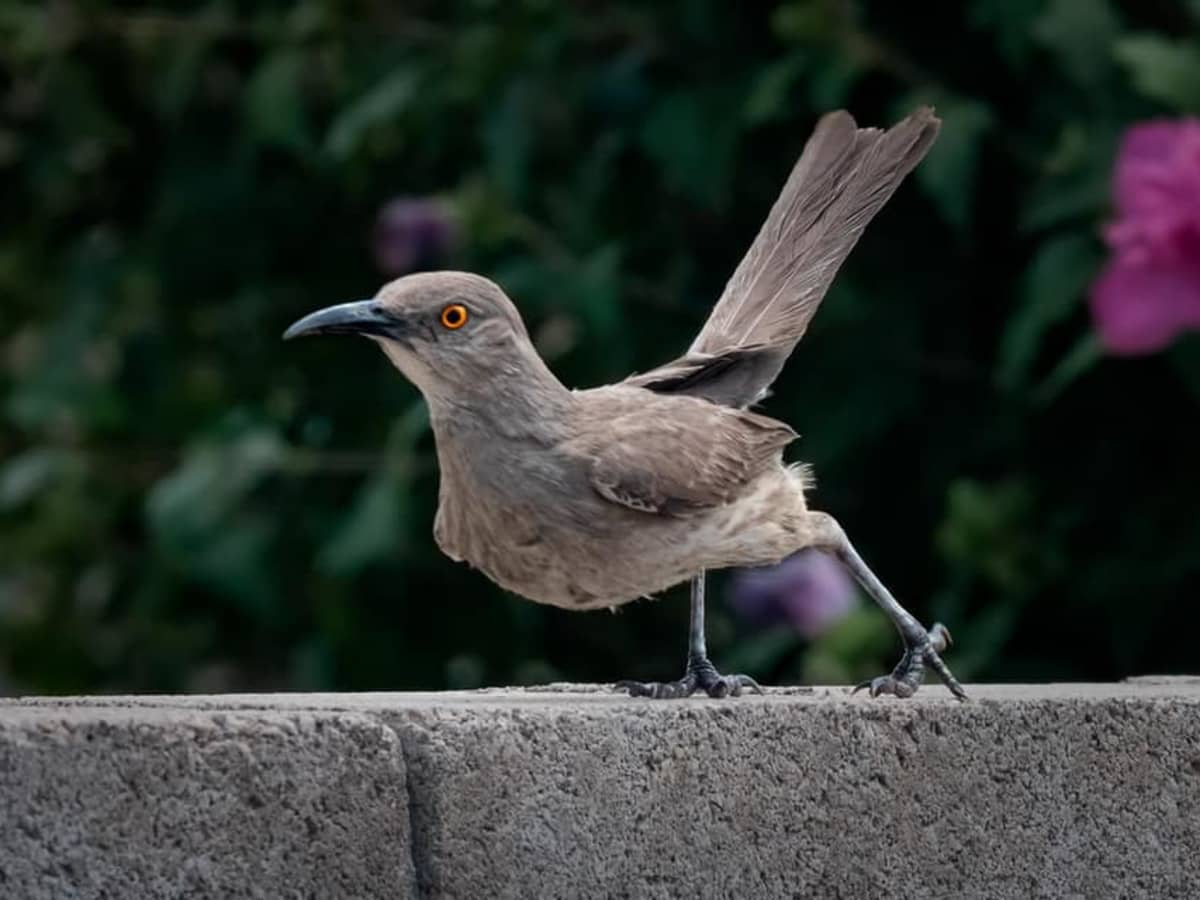 Unique Characteristics of the Curve Billed Thrasher PetHelpful