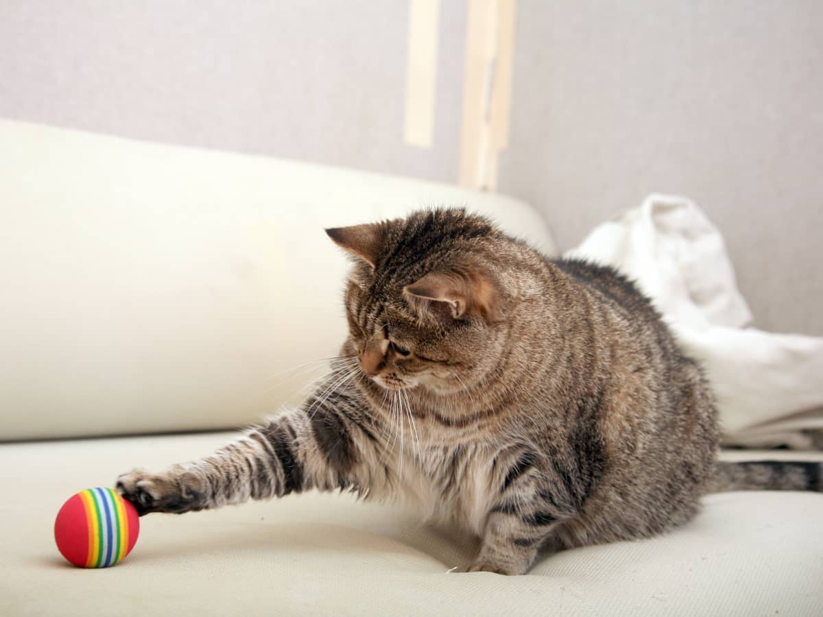 Cat play with ball online