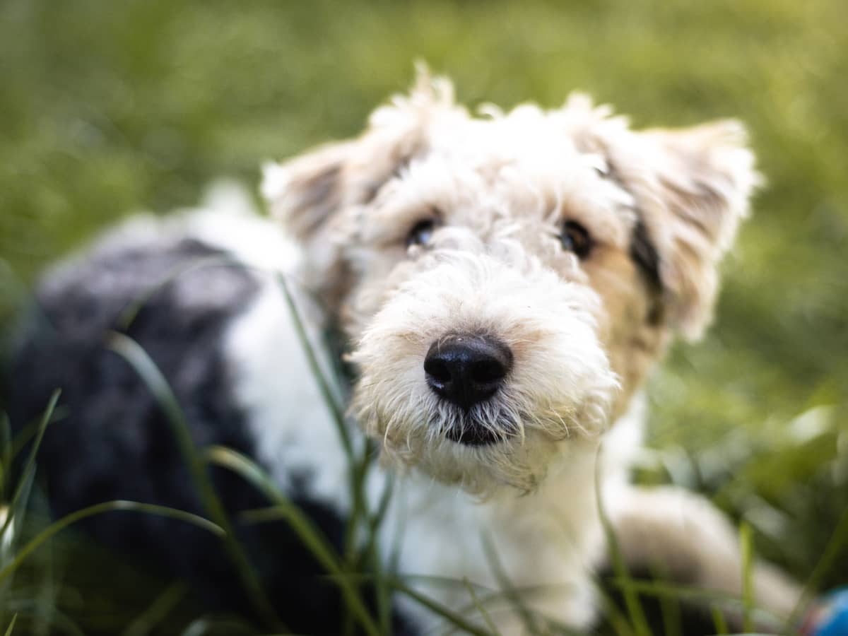 Great Names for Wire Hair Fox Terrier Dogs PetHelpful