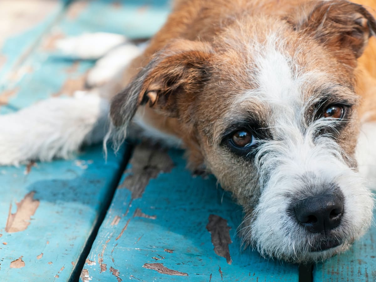 Yeast infection tablets for dogs on sale