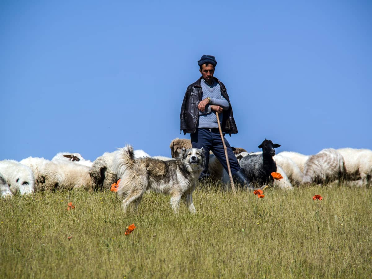 Treatment of dog bite in sheep top