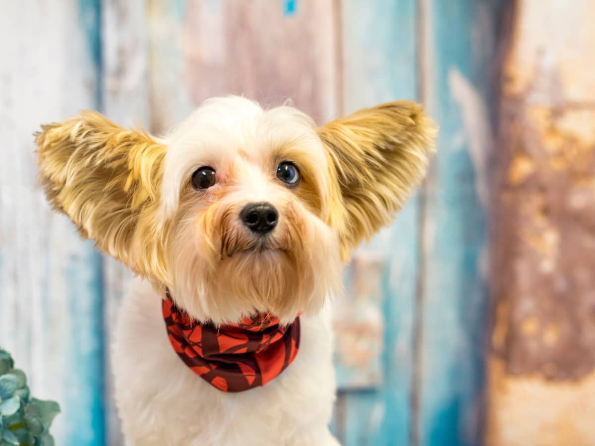 Tiny dog terrier outlet