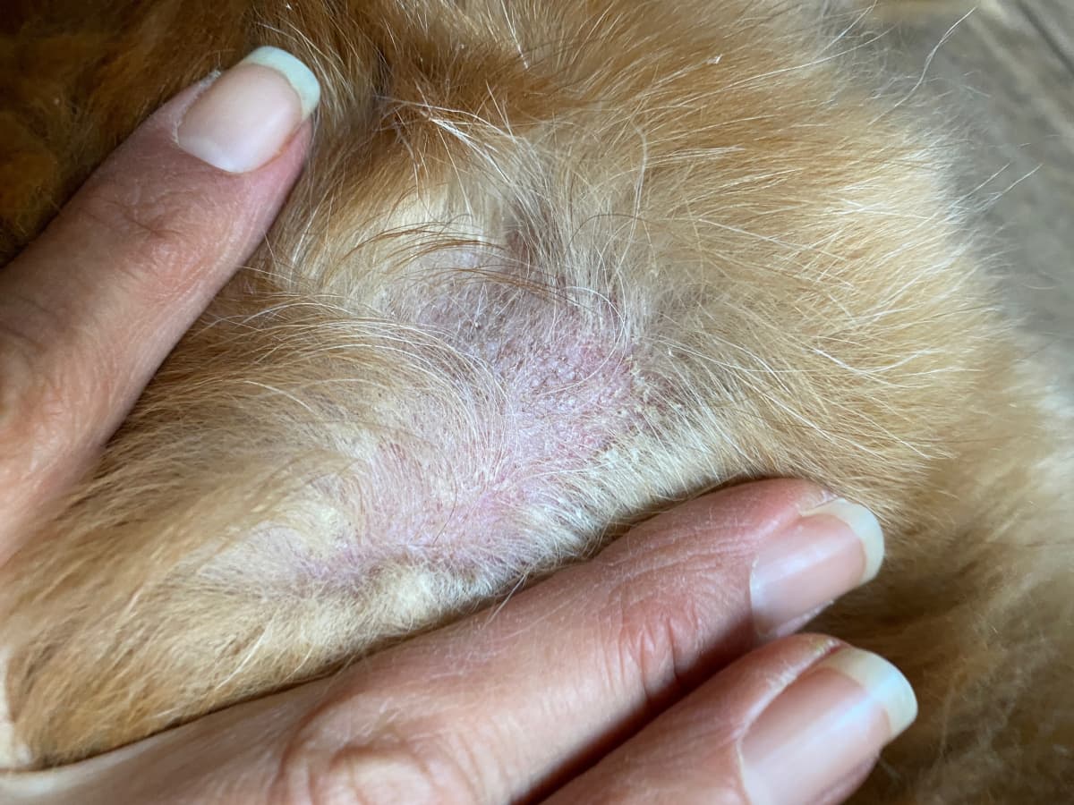 Yeast infection tablets for dogs sale