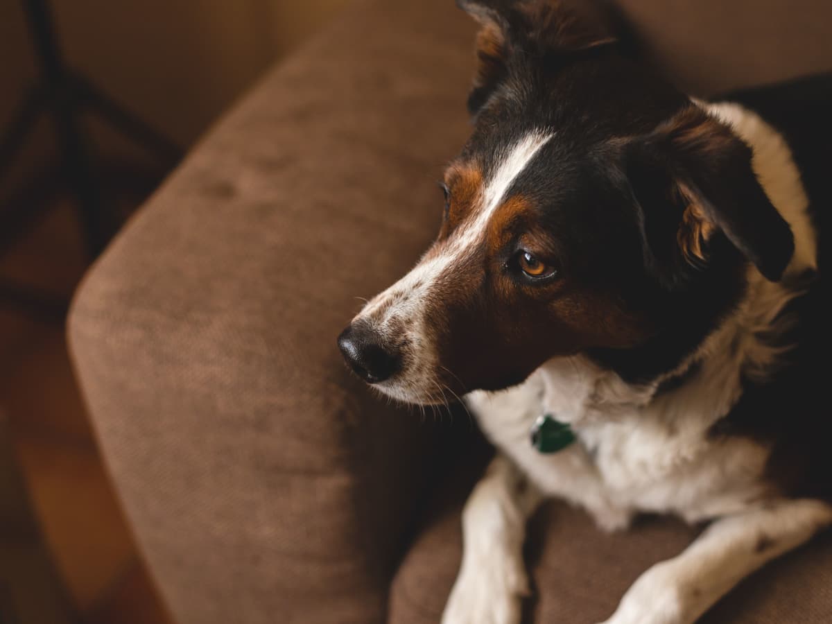 Help My Dog Barks When Somebody Enters the Room PetHelpful
