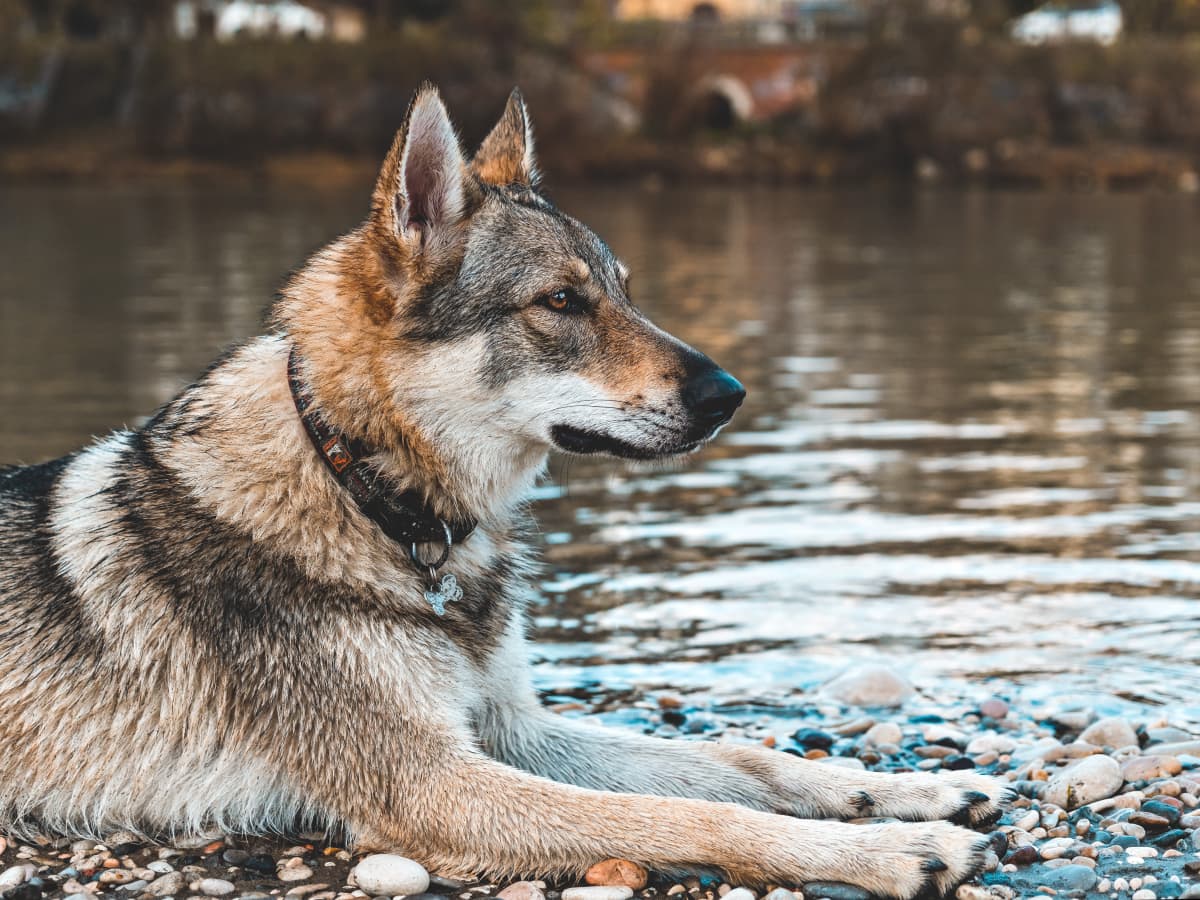 Wolfdogs Living With Wolf Hybrid Puppies PetHelpful