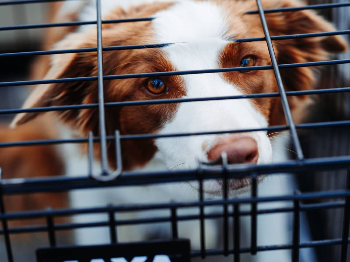 Should you lock dog crate at night on sale