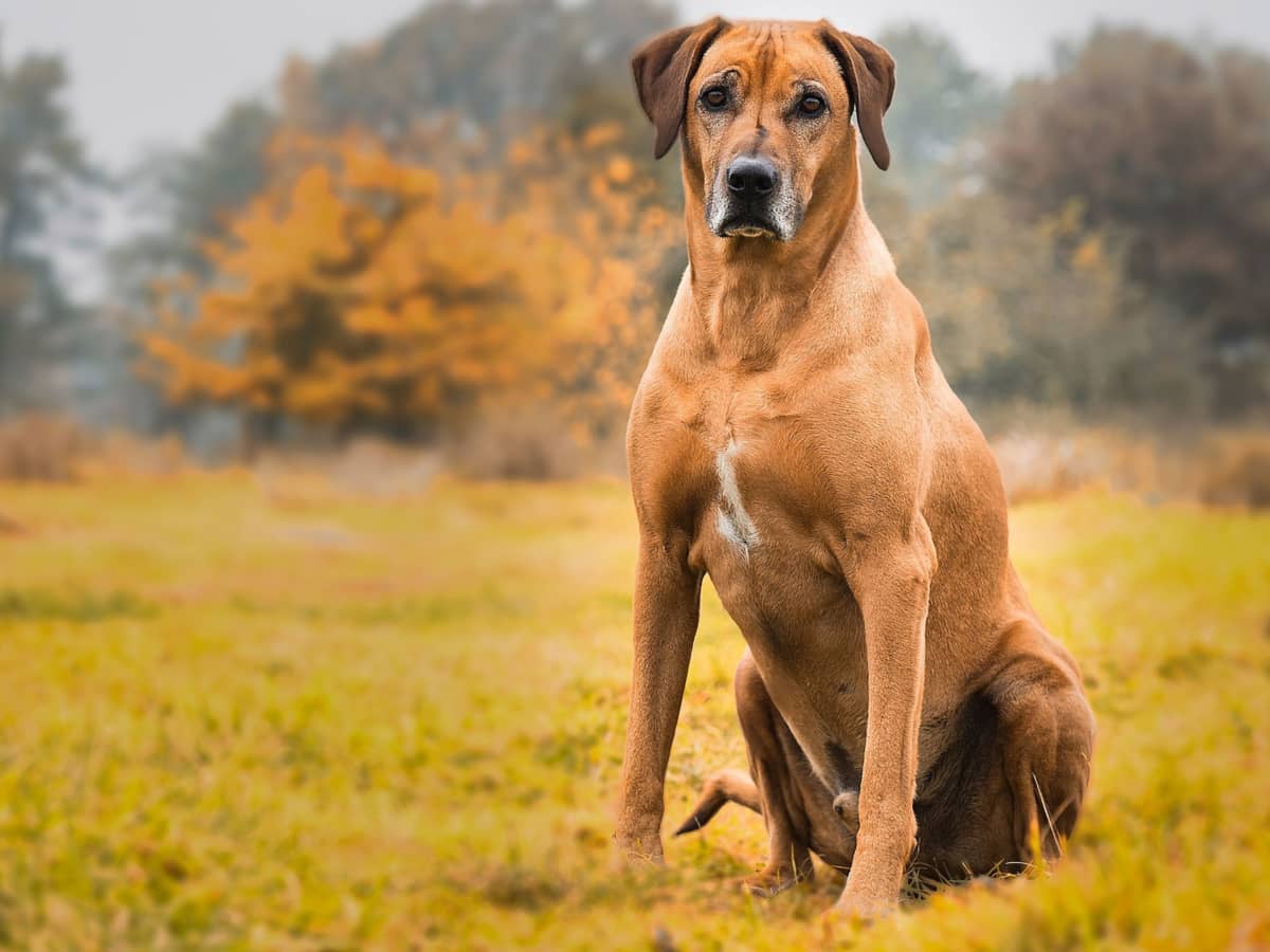 Rhodesian Ridgeback Breed History Temperament and FAQs PetHelpful