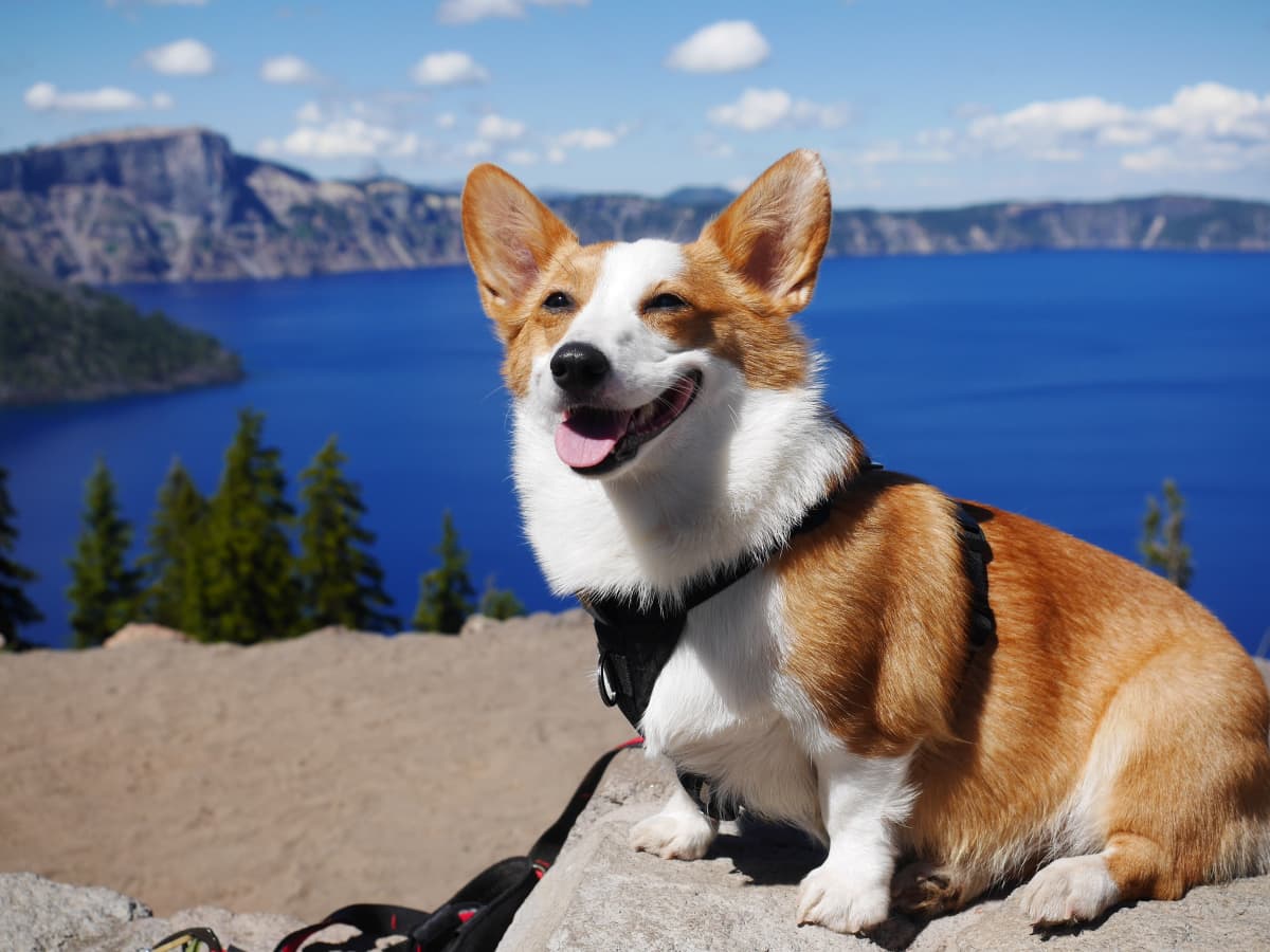 Corgi hiking deals