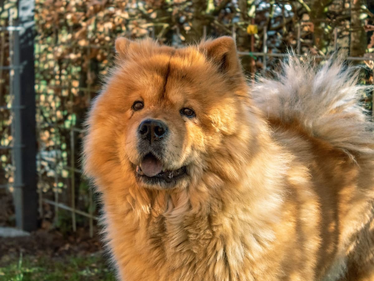 Corgi and chow chow shop