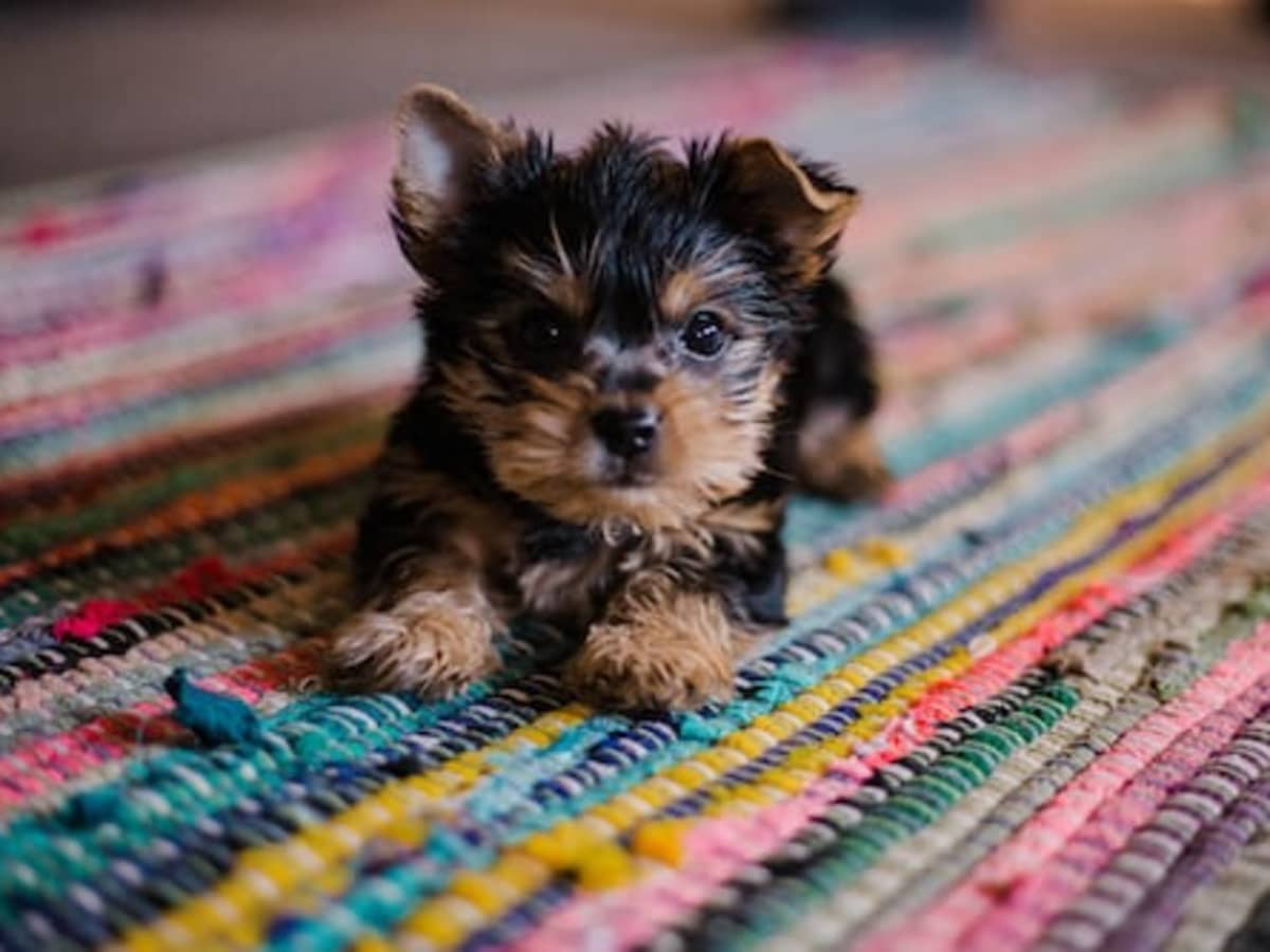 Pet stores that have puppies near me cheap