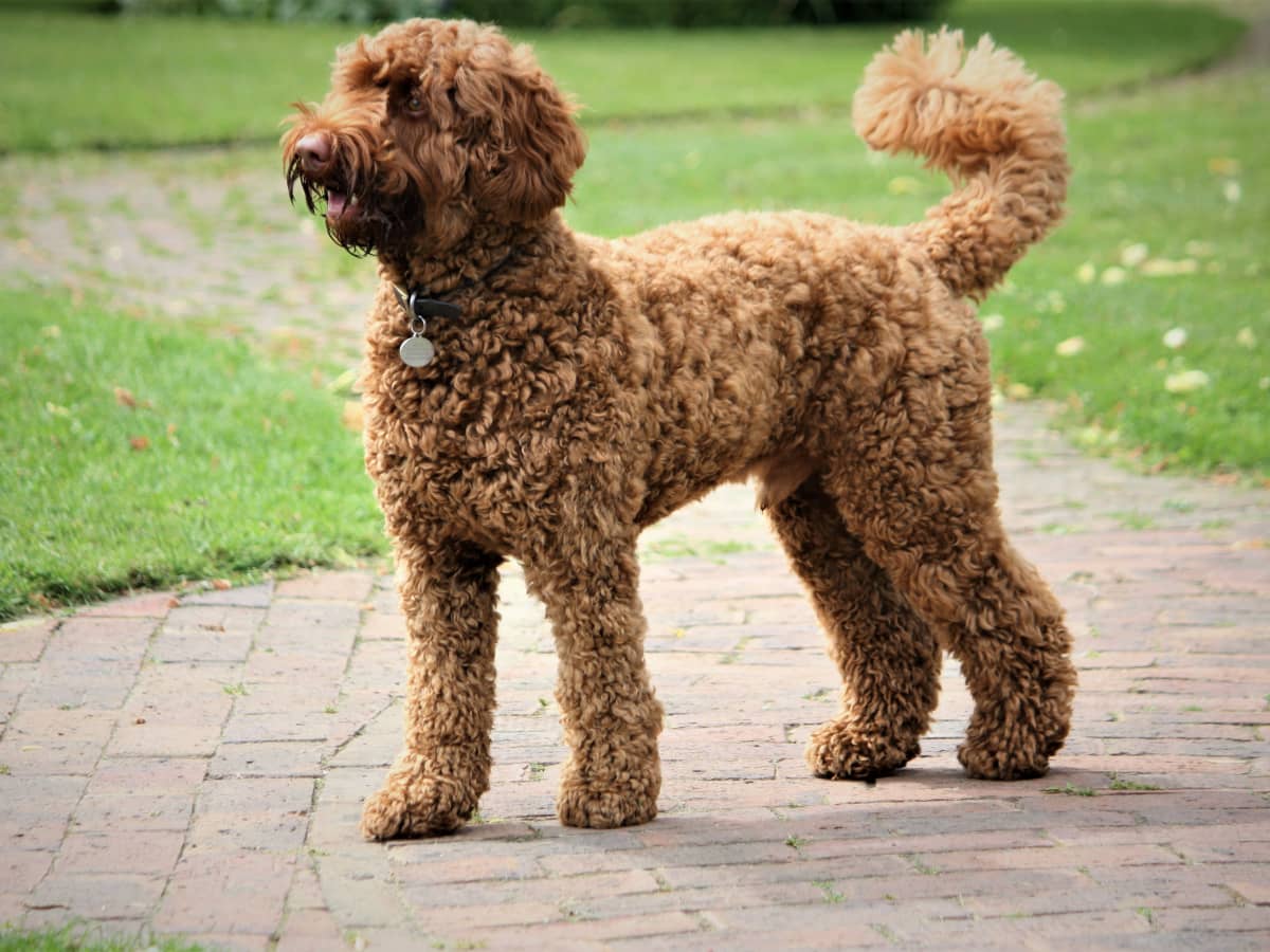 Funny labradoodle videos best sale
