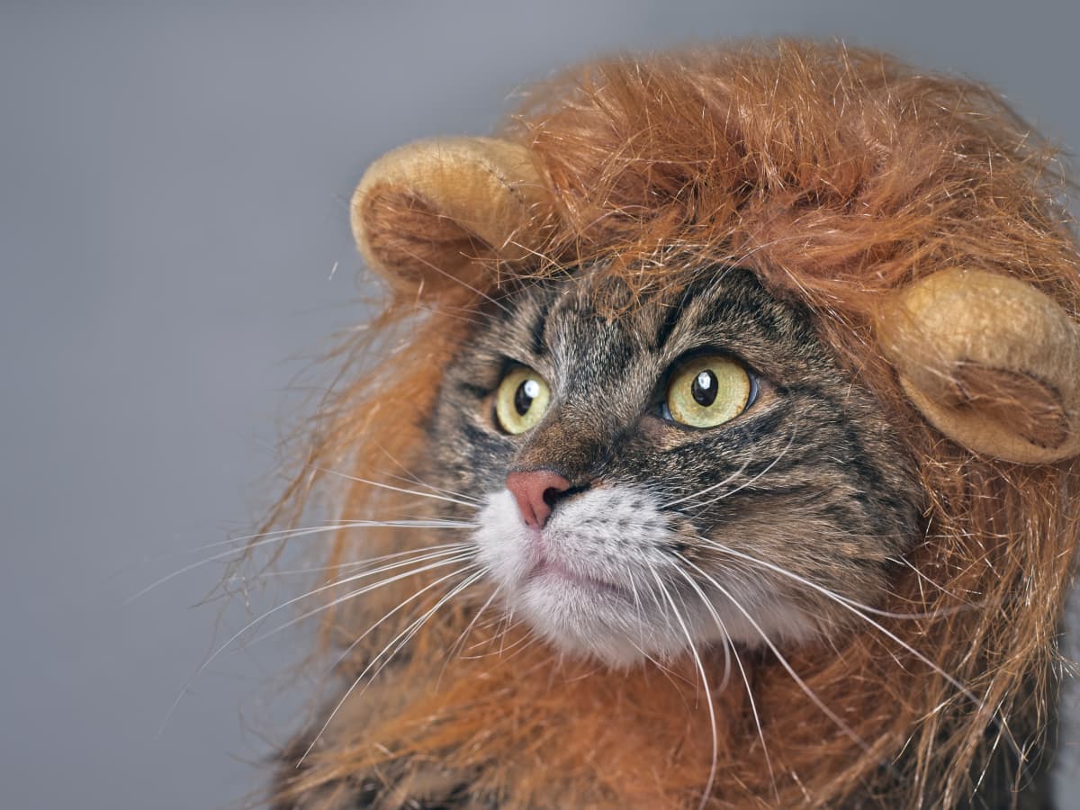 Cat on sale lion costume