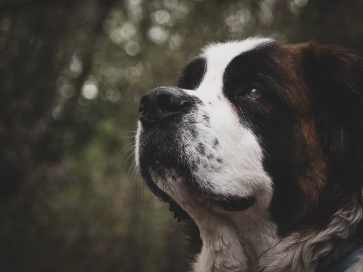 The World s 15 Most Aggressive Dog Breeds PetHelpful
