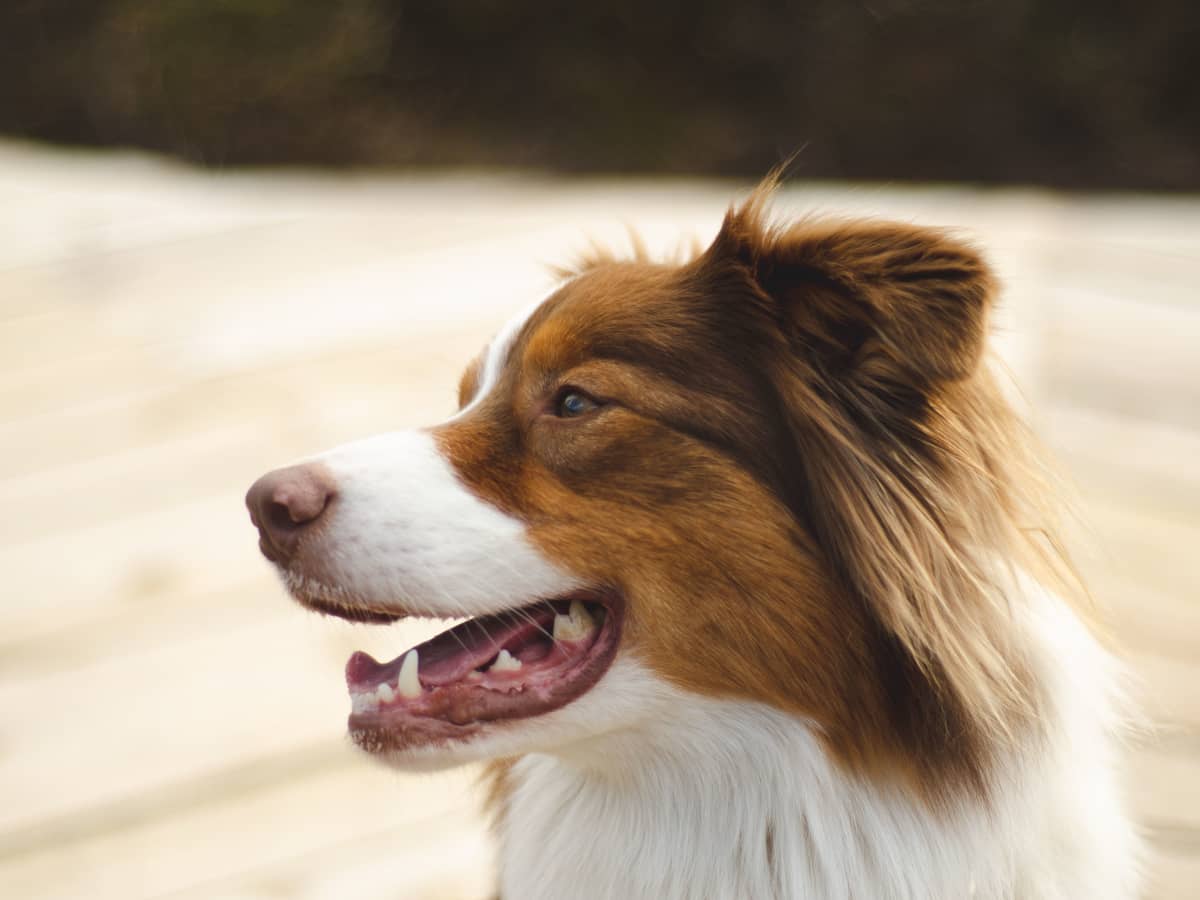 Undercoat fur on sale