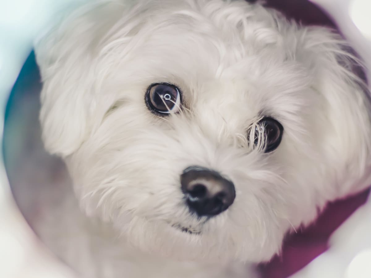 Types of little white dogs top