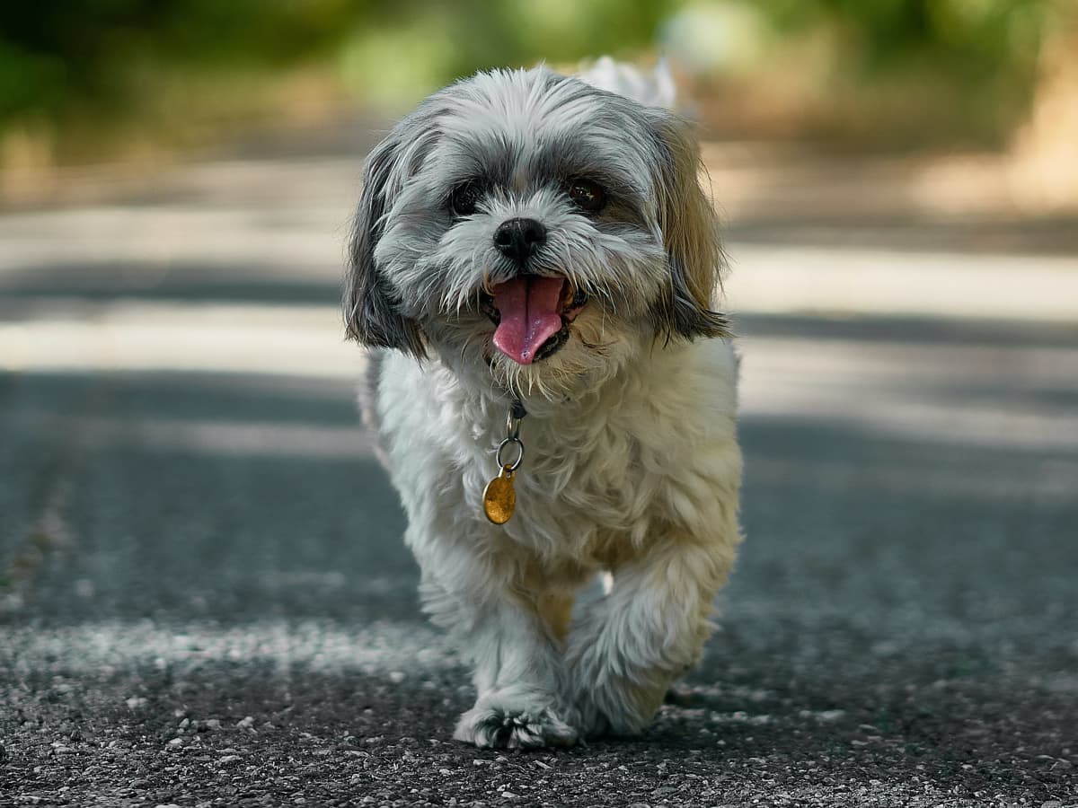 Low shedding dogs small 2025