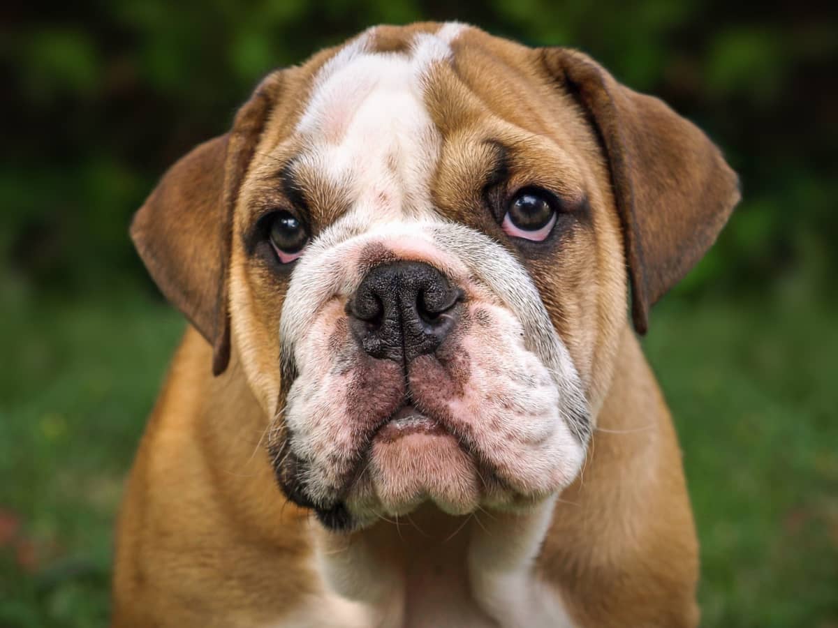 A Guide to English Bulldogs Puppies Temperament Diet More PetHelpful
