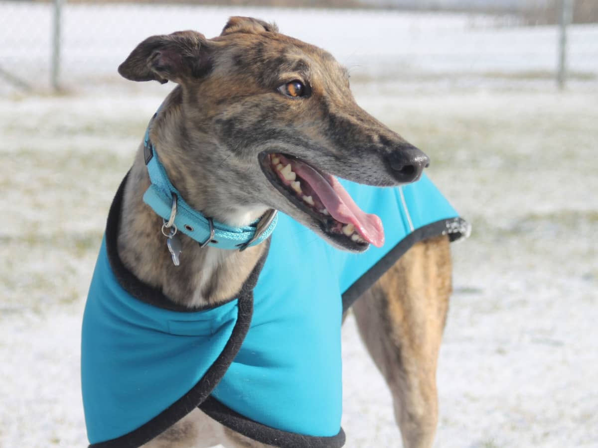 Presents for lurcher owners top