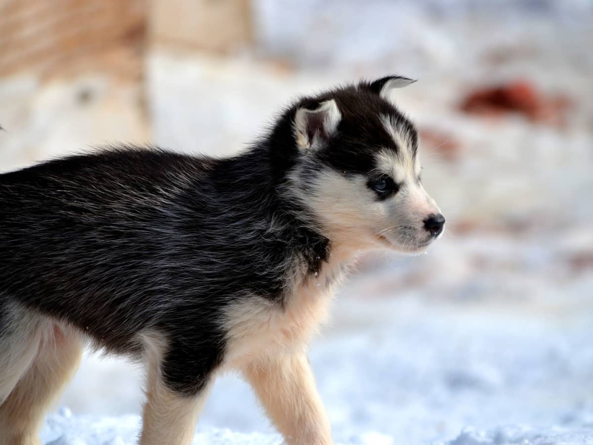 How to Train and Take Care of a New Siberian Husky Puppy PetHelpful