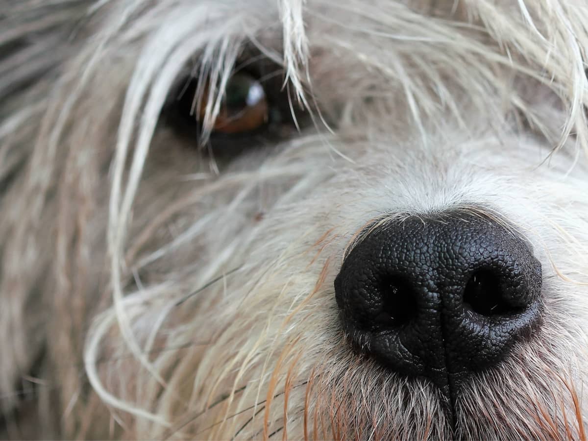Why Is My Dog Losing Hair and What Should I Do About It PetHelpful