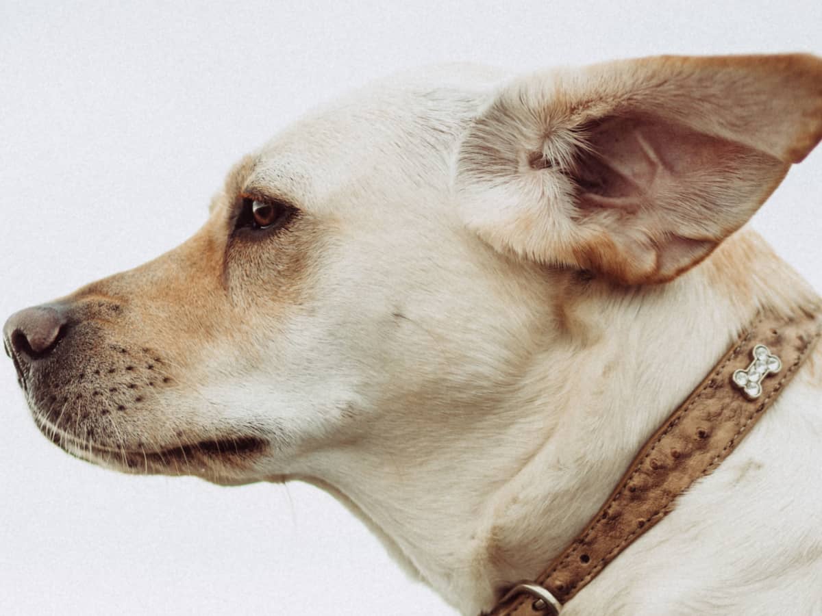 Prednisone for dogs ear infection online
