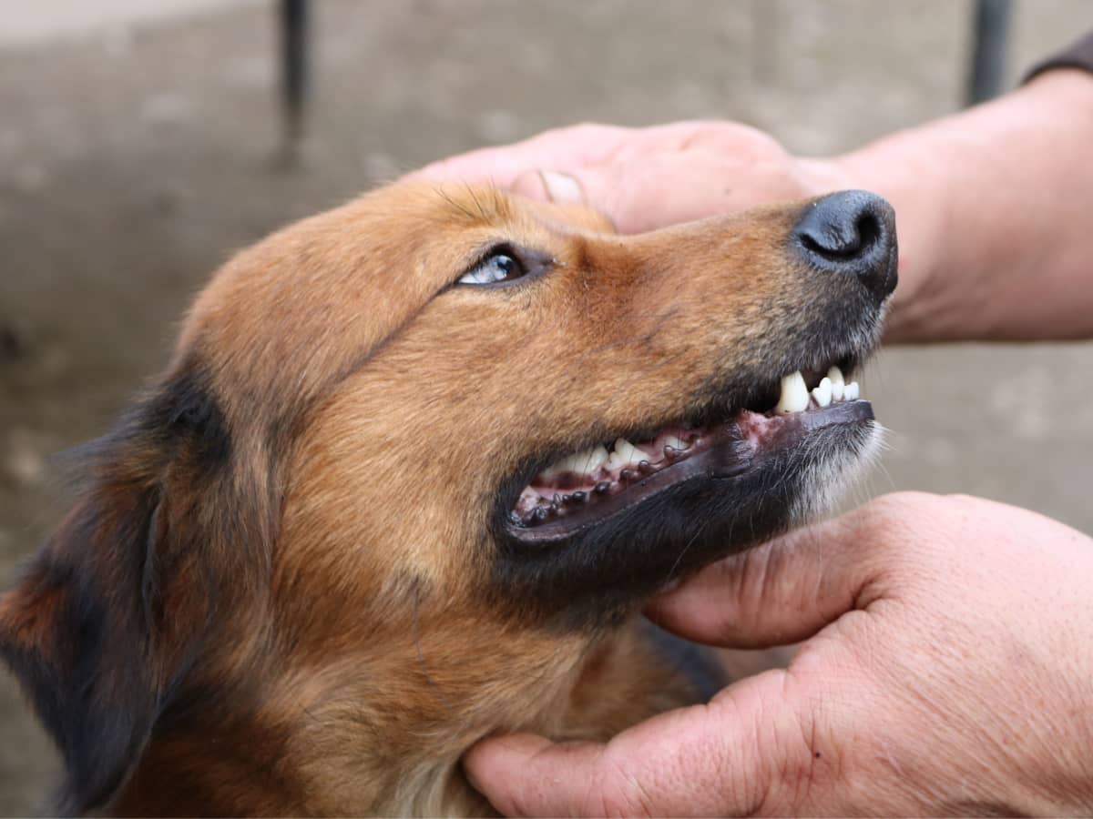 Pulling puppy teeth store