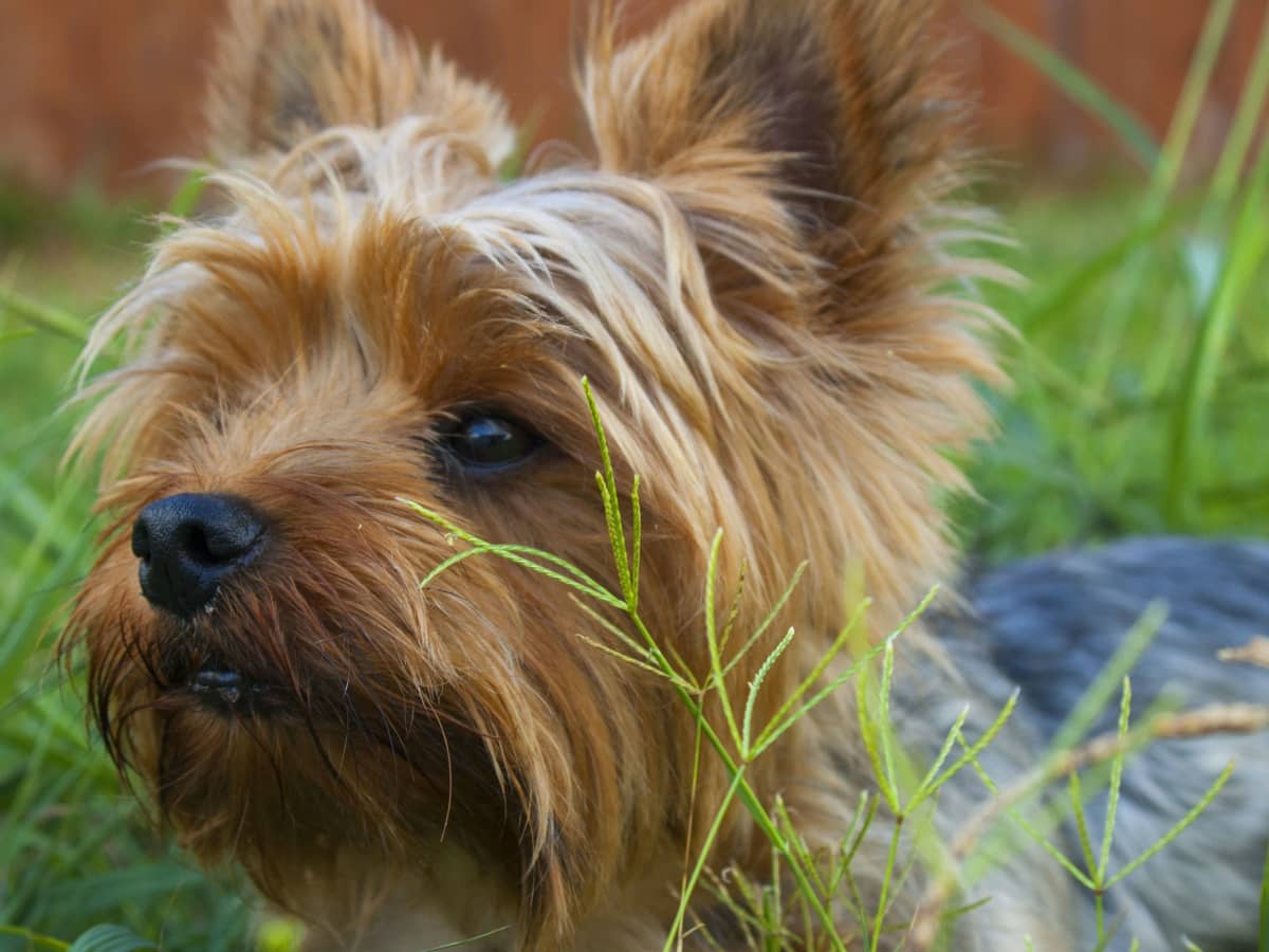 Teacup yorkie long hair outlet
