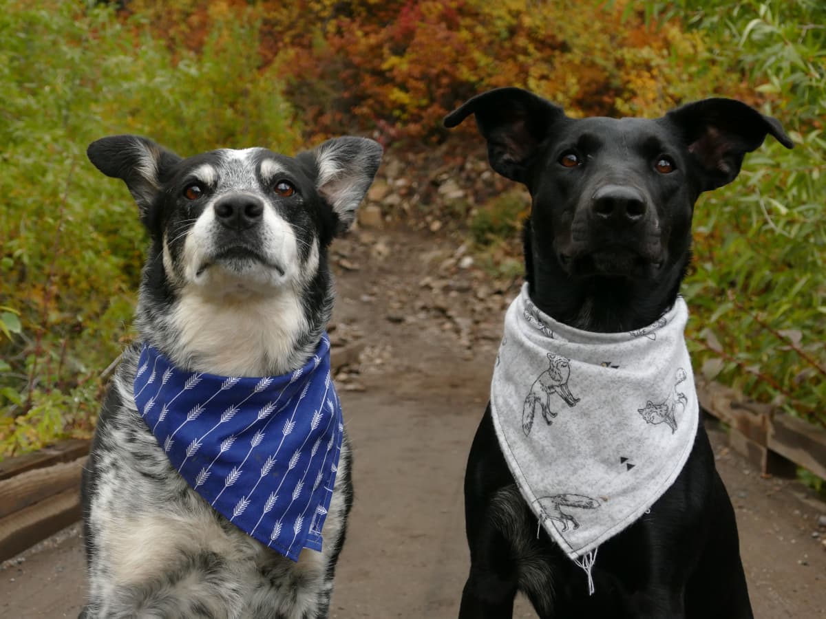 Bandana for dogs diy new arrivals
