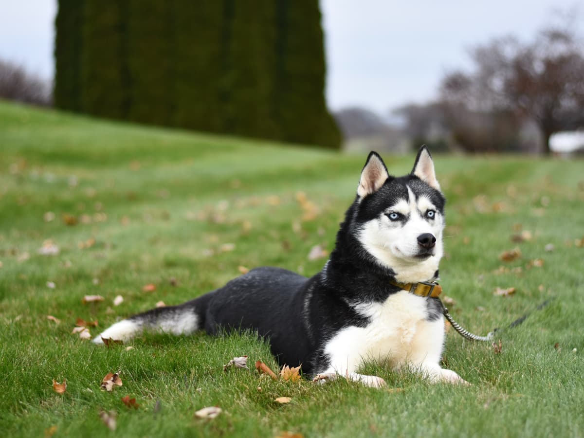 The Differences Between a Siberian and a Quality Siberian PetHelpful