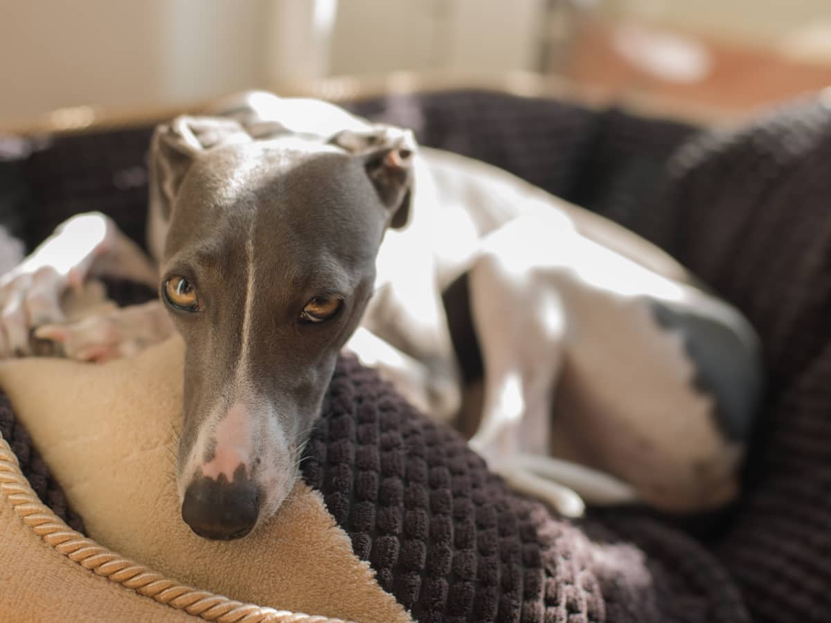 Is an Italian Greyhound the Right Dog for You PetHelpful