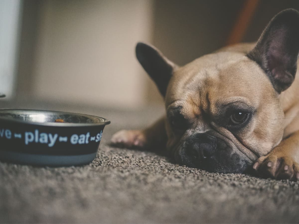What Should I Do if My Dog Ate Chicken Bones PetHelpful