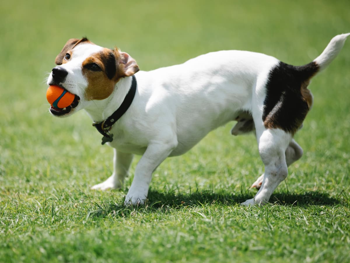 How Not to Train a Jack Russell Terrier PetHelpful