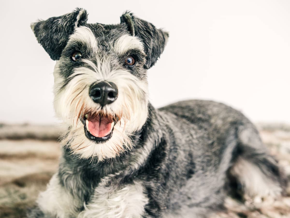 Small guard dog breeds on sale