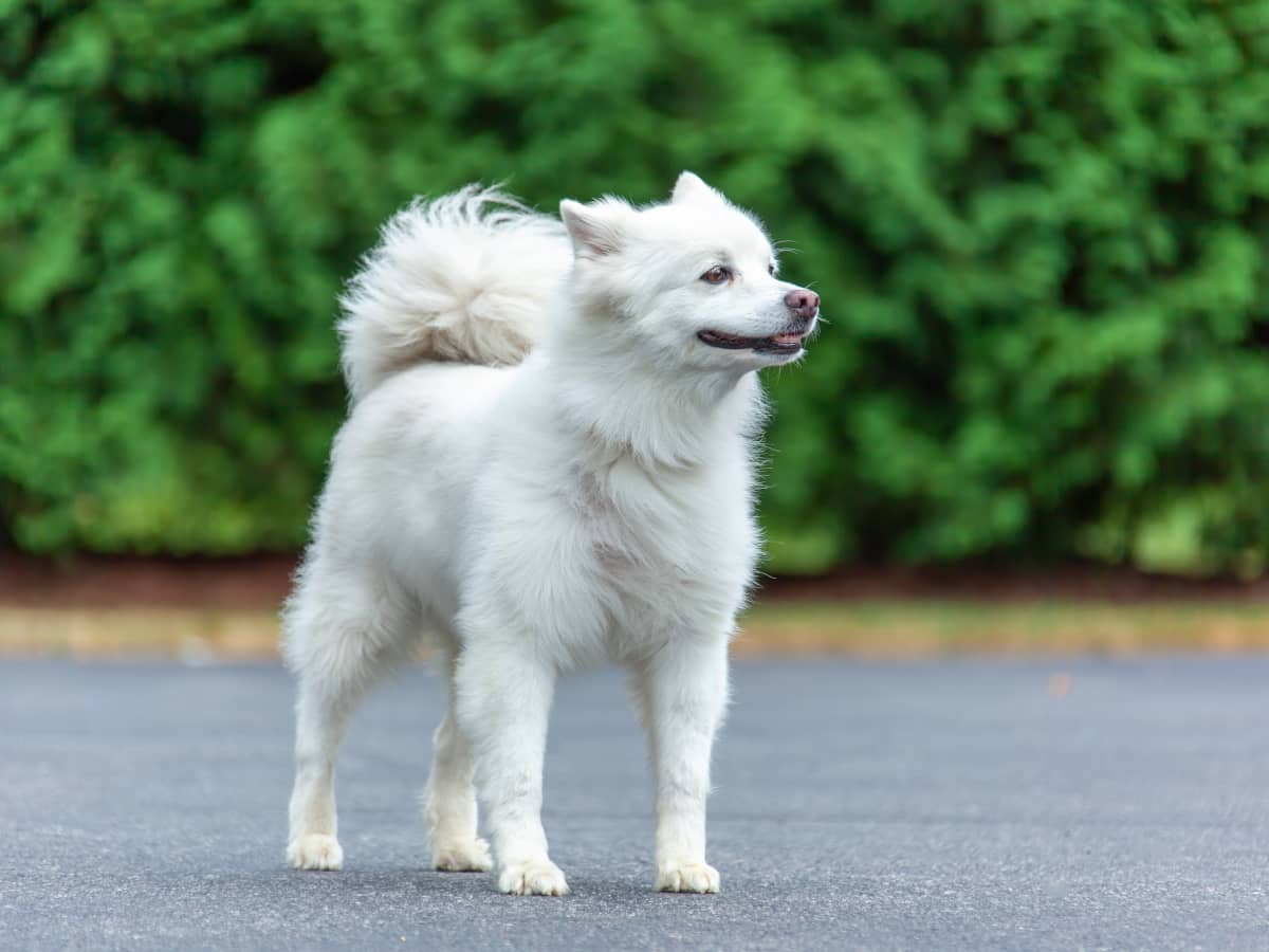 Pomeranian knee cap top