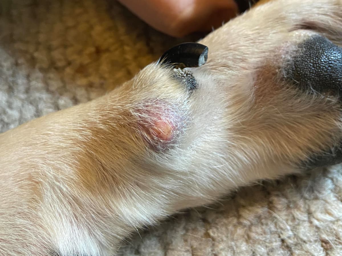 What s This Lump on My Dog s Paw PetHelpful