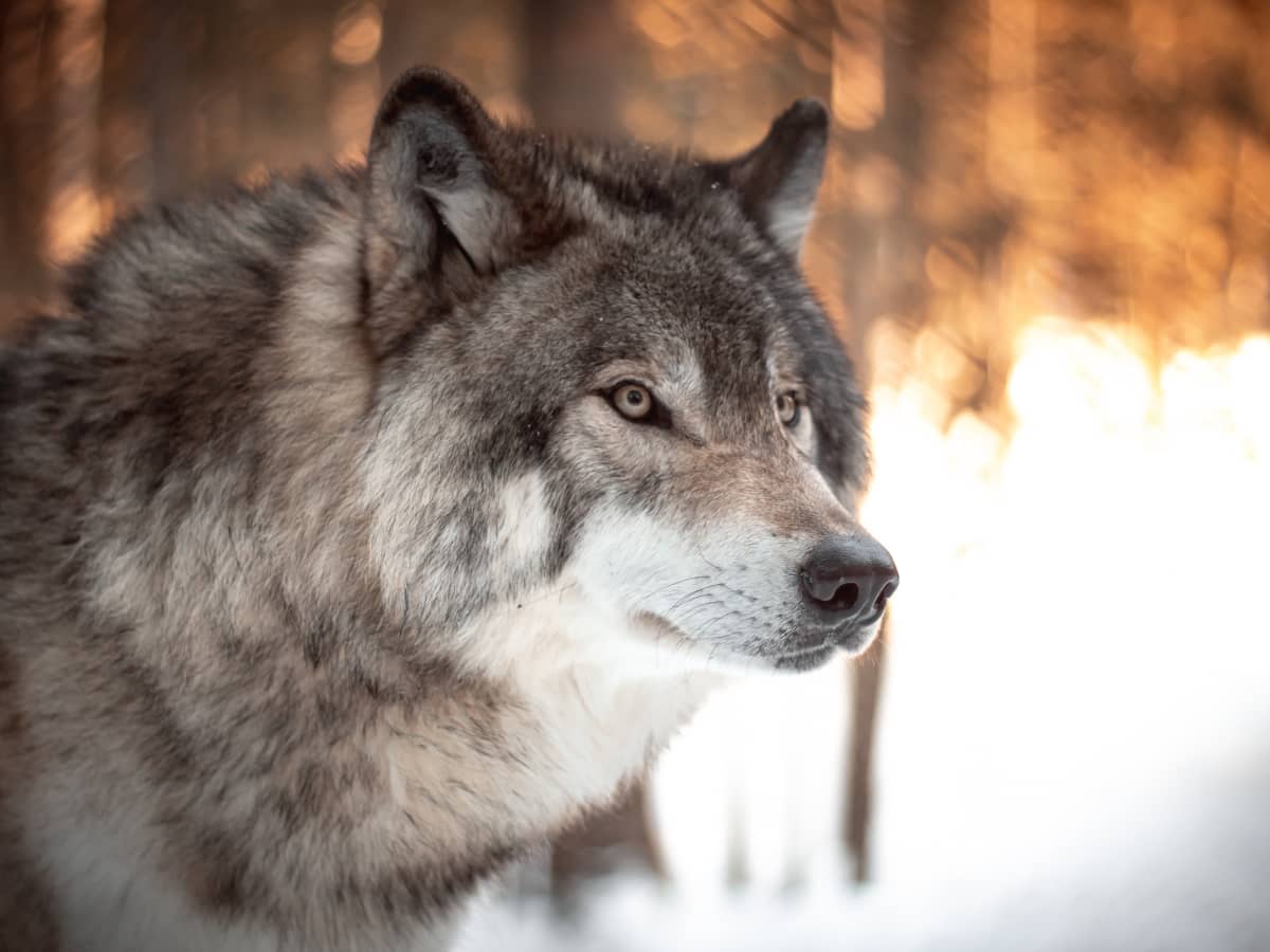 Wolves dog coat sale