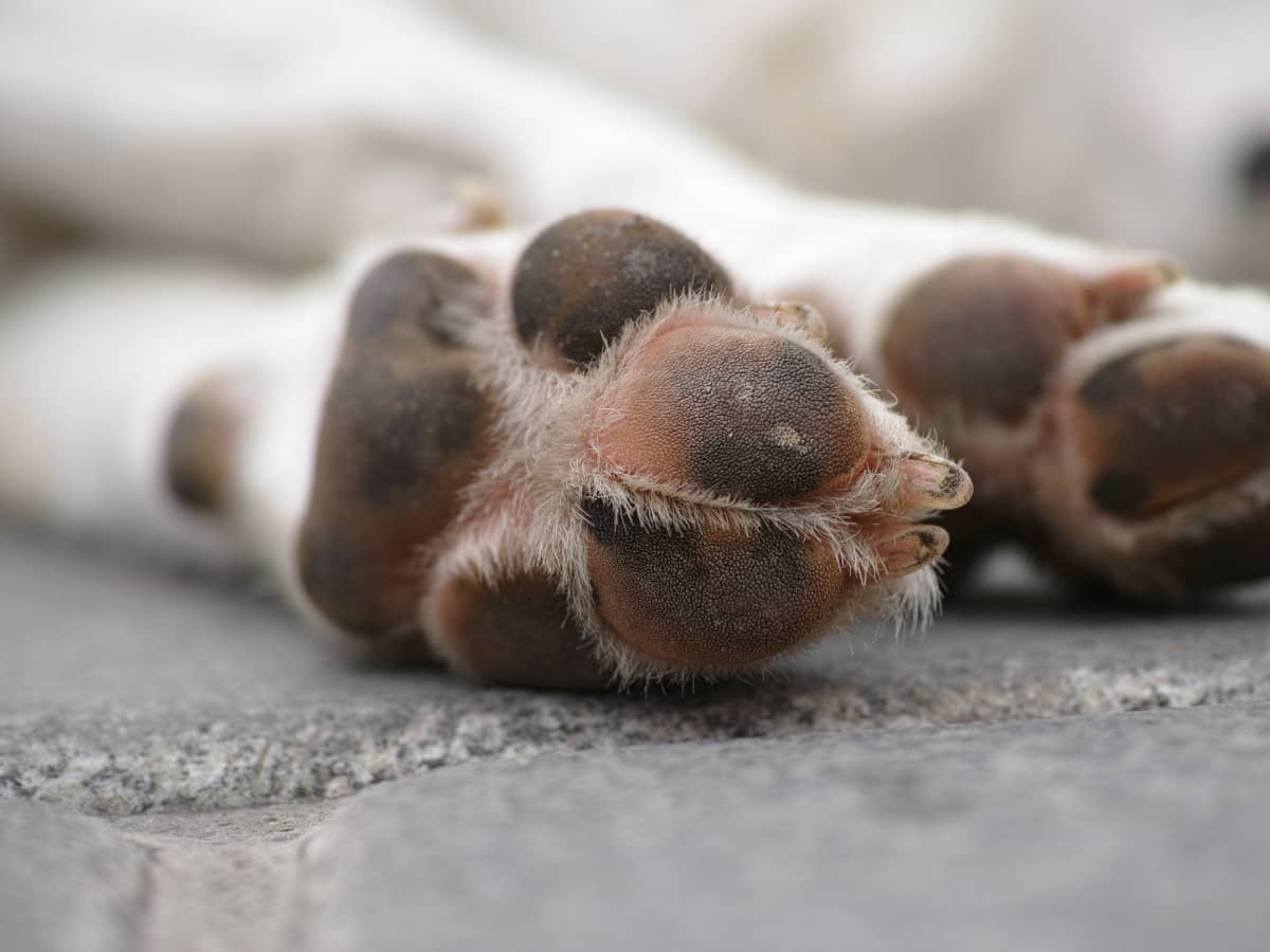 Raw spot on dog's paw pad hot sale