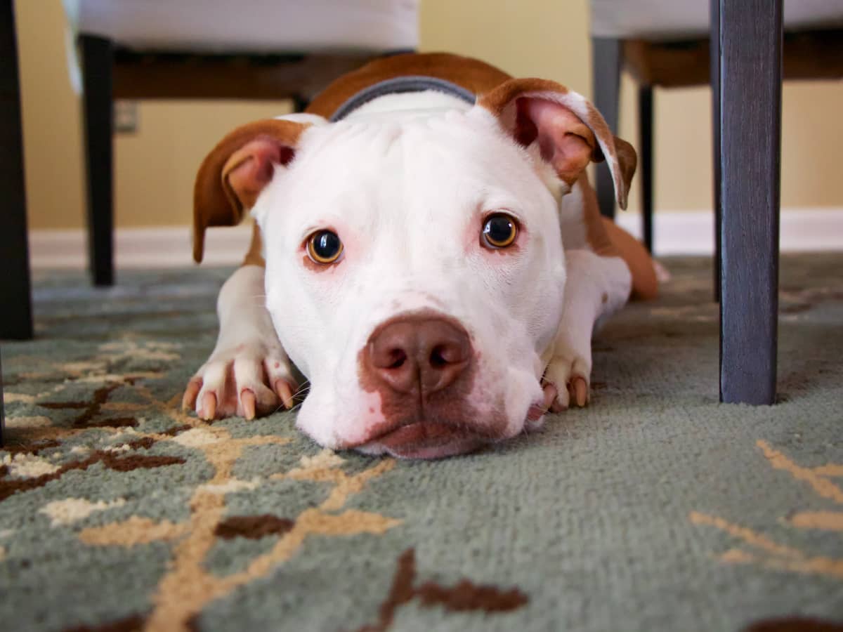 16 Causes of Blood in Dog Stool PetHelpful